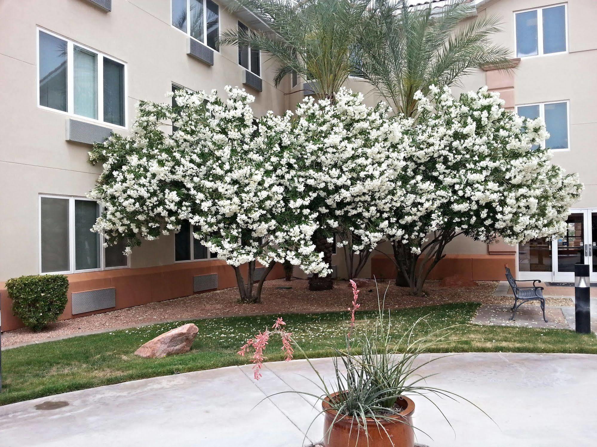 Mojave Edge Hotell Mesquite Exteriör bild