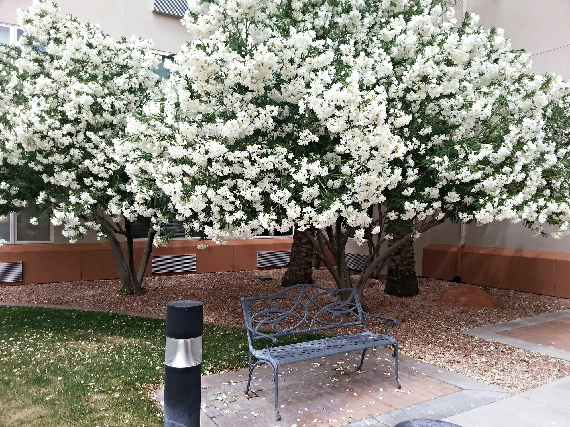 Mojave Edge Hotell Mesquite Exteriör bild